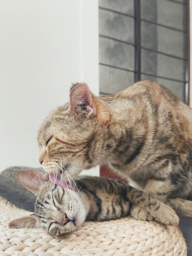 圖說二、三牲工作室指出Xperia 1 II比單眼相機更輕巧,大三元鏡頭更能隨時切換,捕捉寵物每個可愛的瞬間 (2)