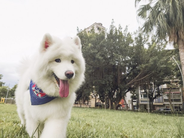 圖說二、三牲工作室指出Xperia 1 II比單眼相機更輕巧,大三元鏡頭更能隨時切換,捕捉寵物每個可愛的瞬間 (4)