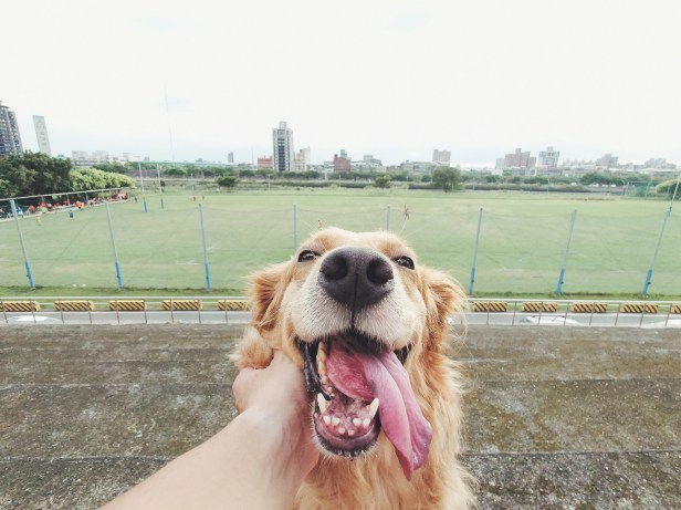 圖說二、三牲工作室指出Xperia 1 II比單眼相機更輕巧,大三元鏡頭更能隨時切換,捕捉寵物每個可愛的瞬間 (3)