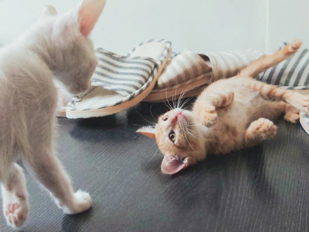 圖說二、三牲工作室指出Xperia 1 II比單眼相機更輕巧,大三元鏡頭更能隨時切換,捕捉寵物每個可愛的瞬間 (1)