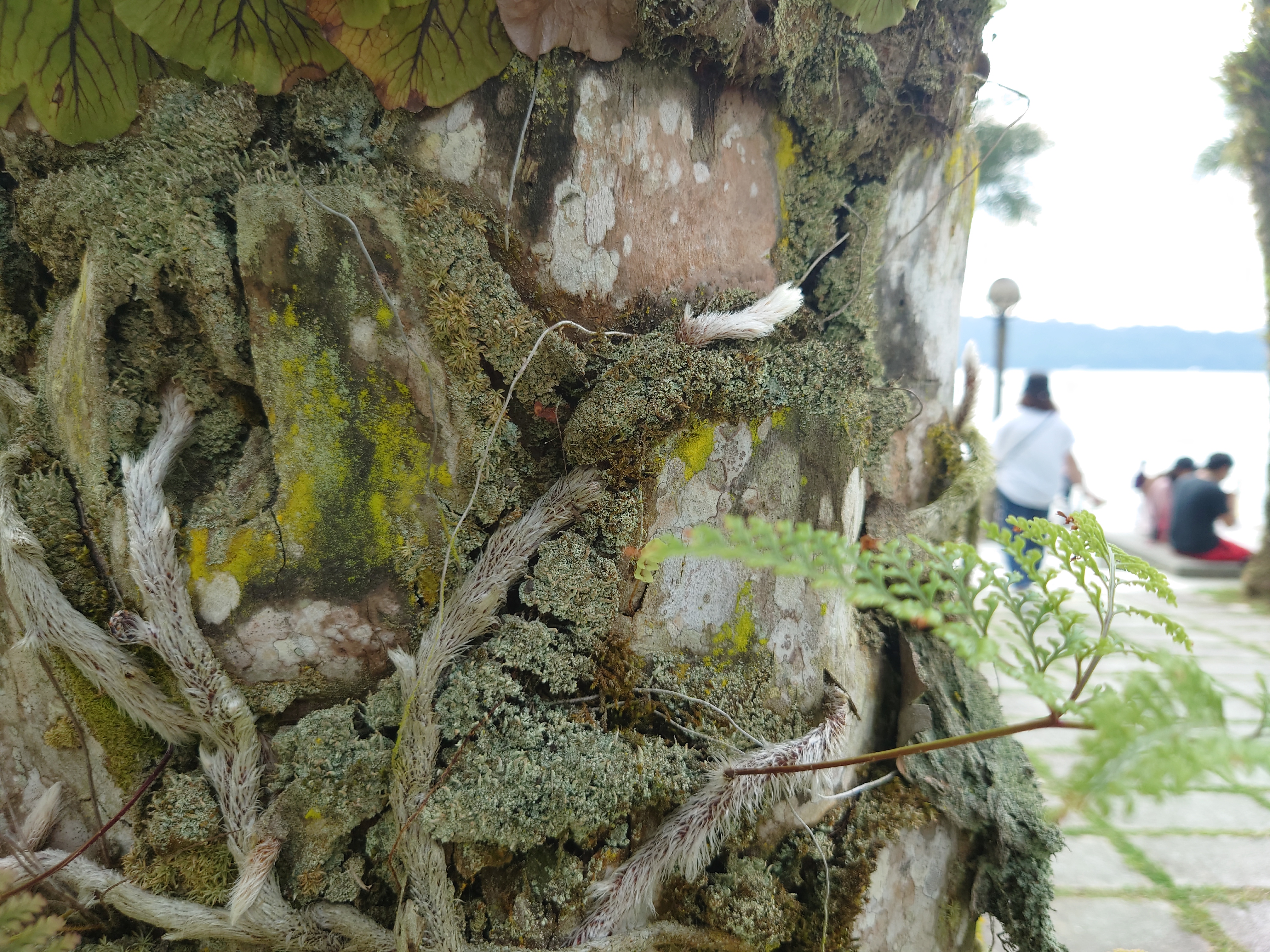 Photo Pro：Auto 偵測近拍模式 - 24mm鏡頭