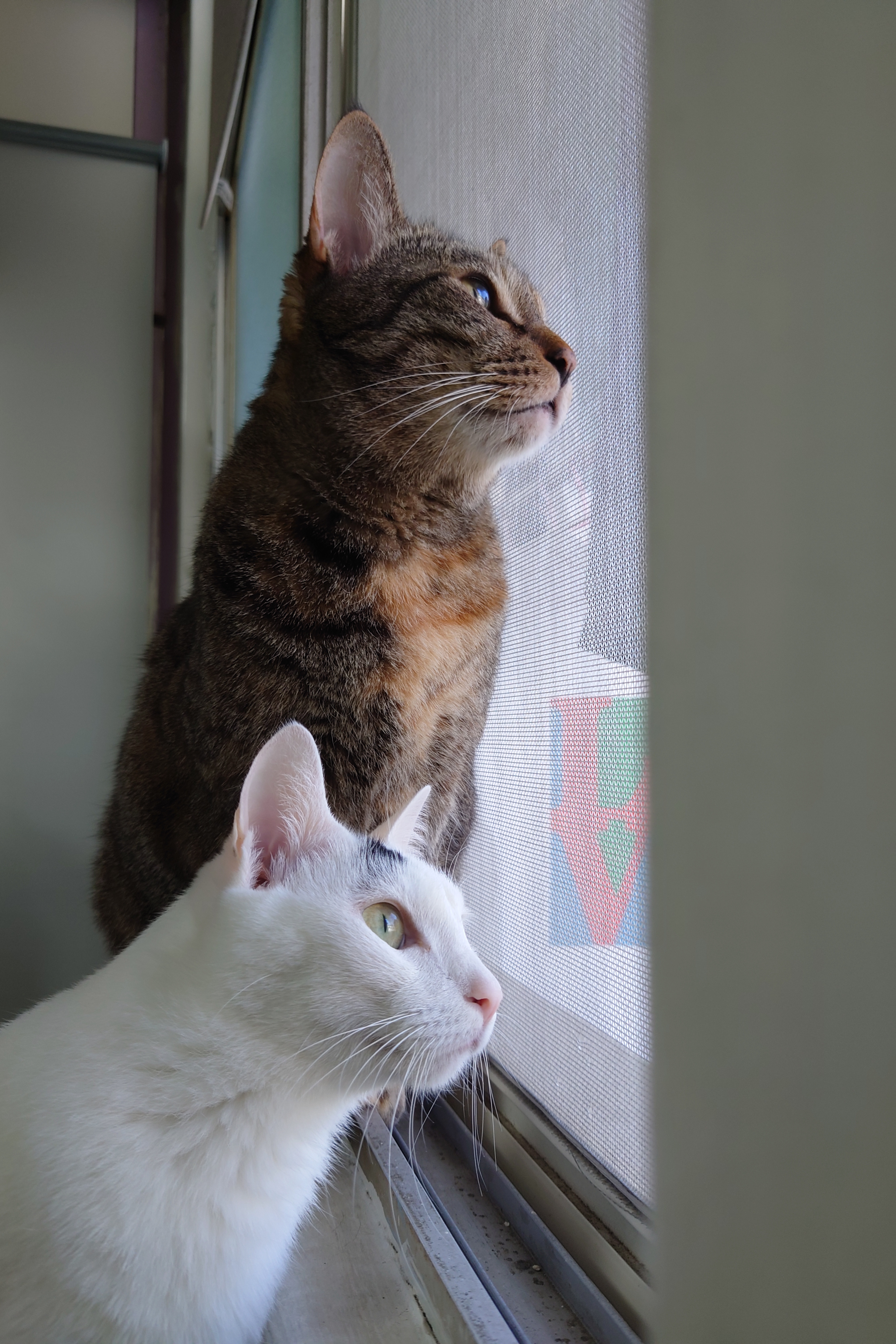 Photo Pro：Auto  - 24mm鏡頭「動物眼部追蹤對焦」