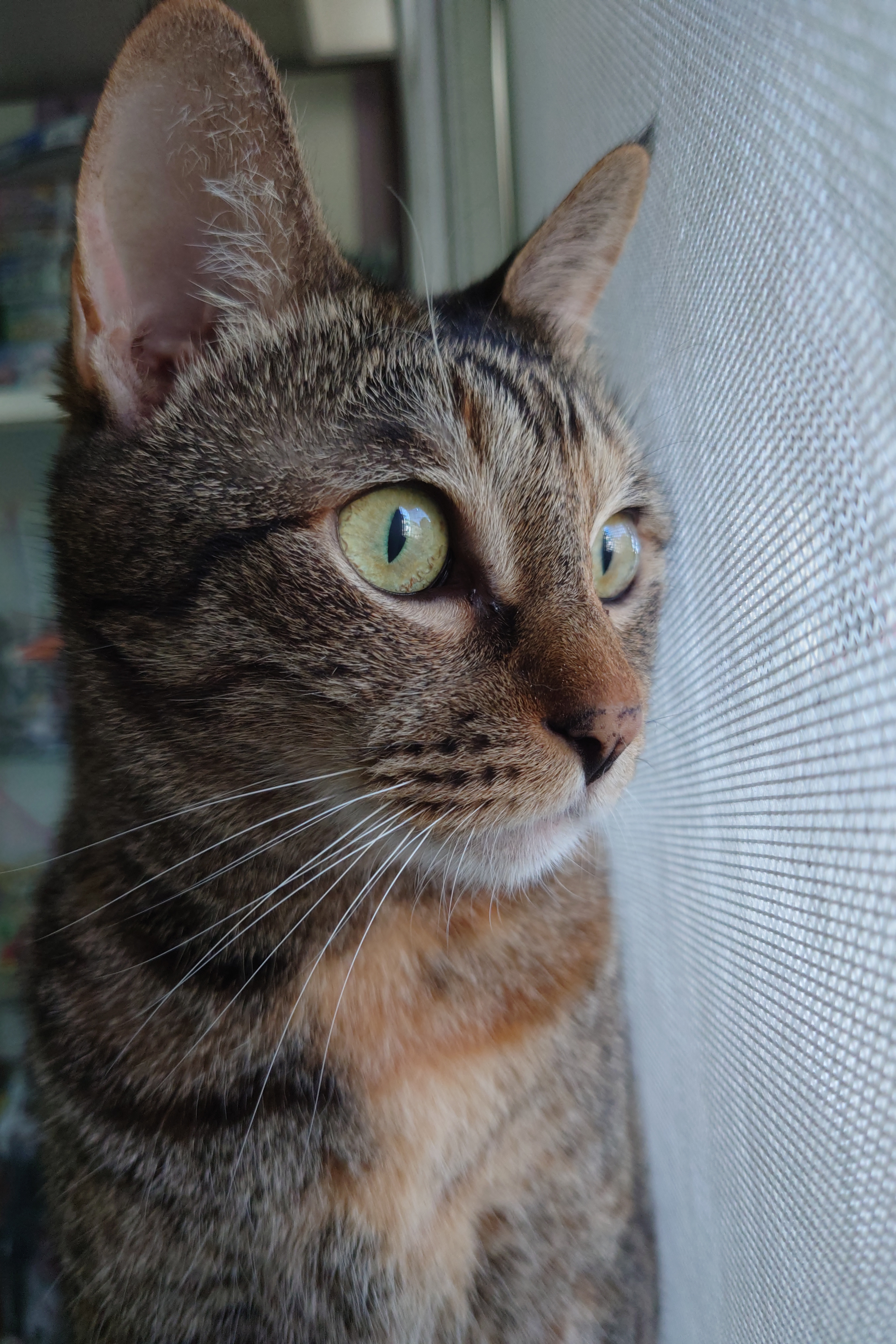 Photo Pro：Auto - 24mm鏡頭「動物眼部追蹤對焦」